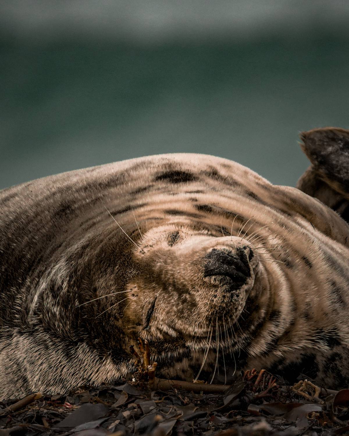 серый тюлень, seal, Оксана Дорн