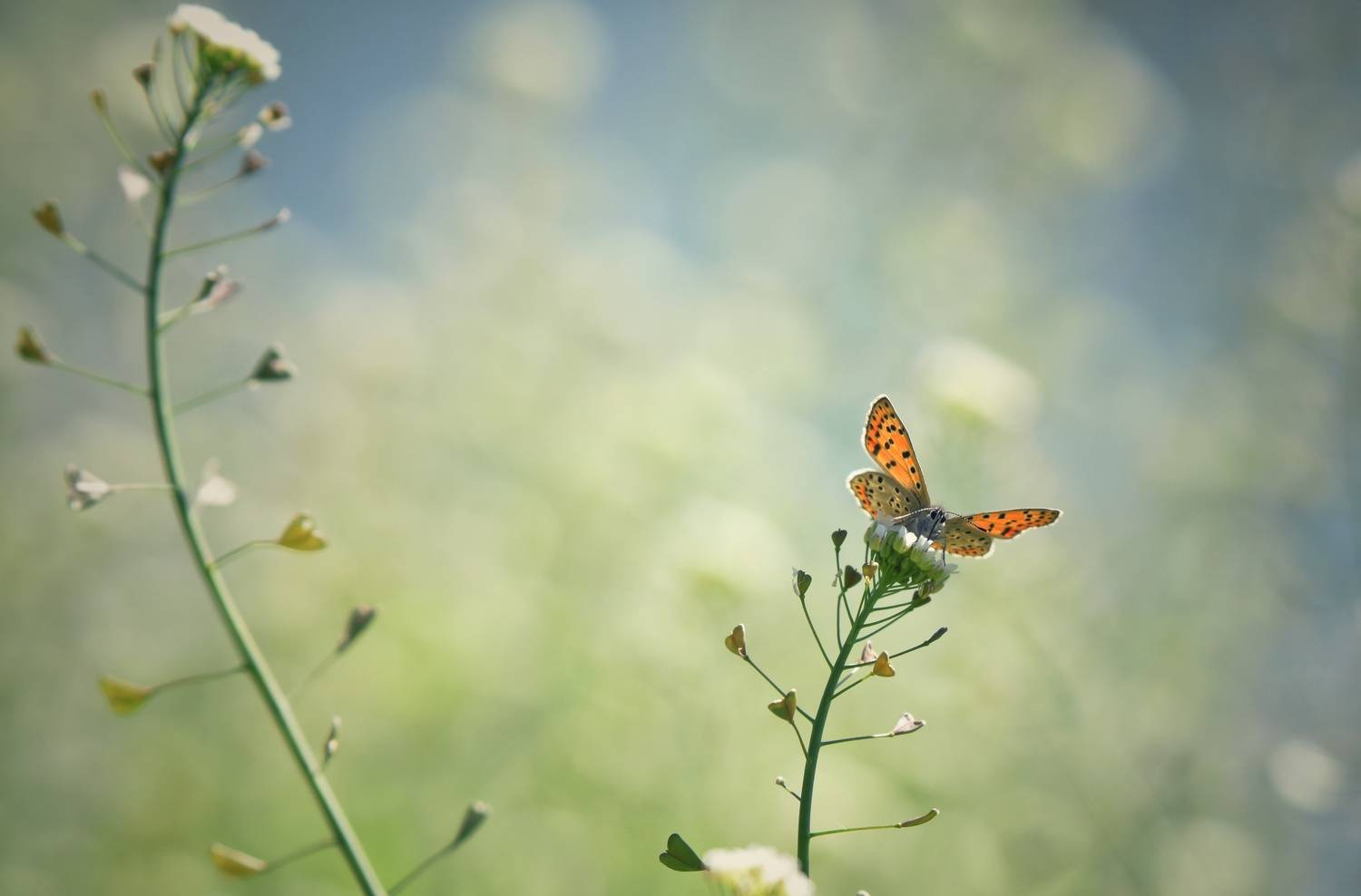 , Герчев Николай
