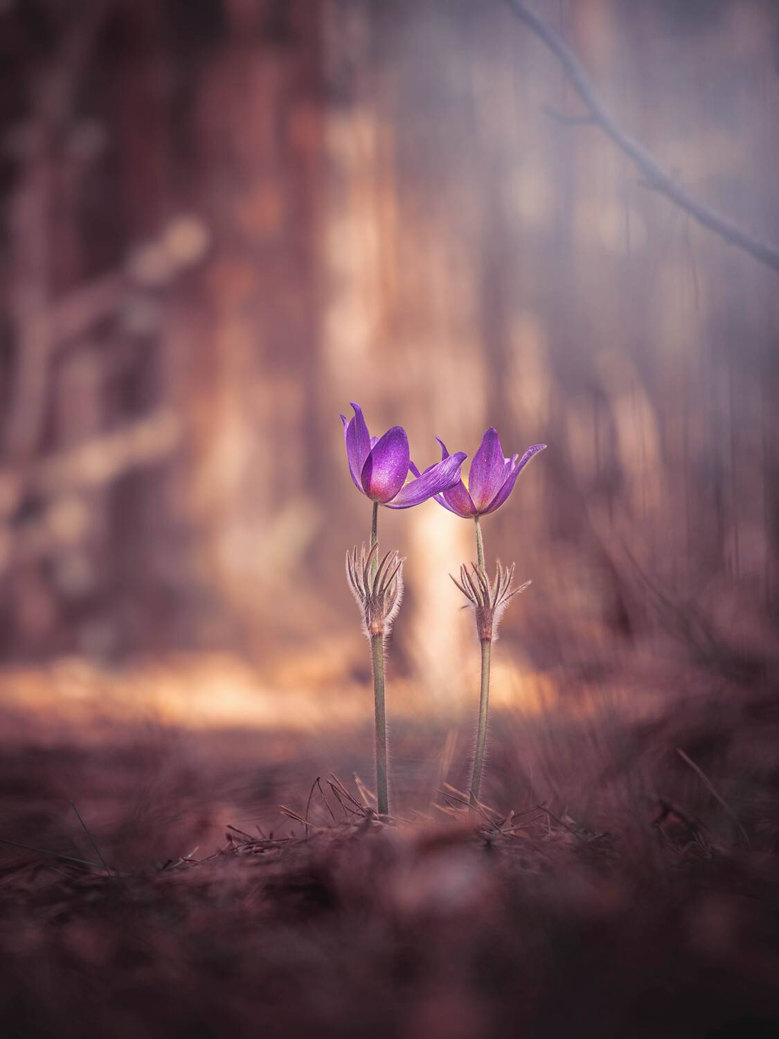 , Лапшина Владлена