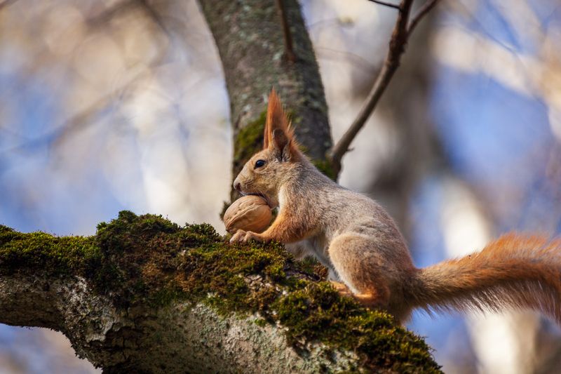 Белка и Орех фото превью