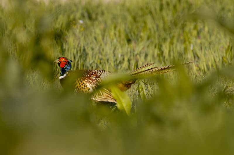 Pheasant фото превью