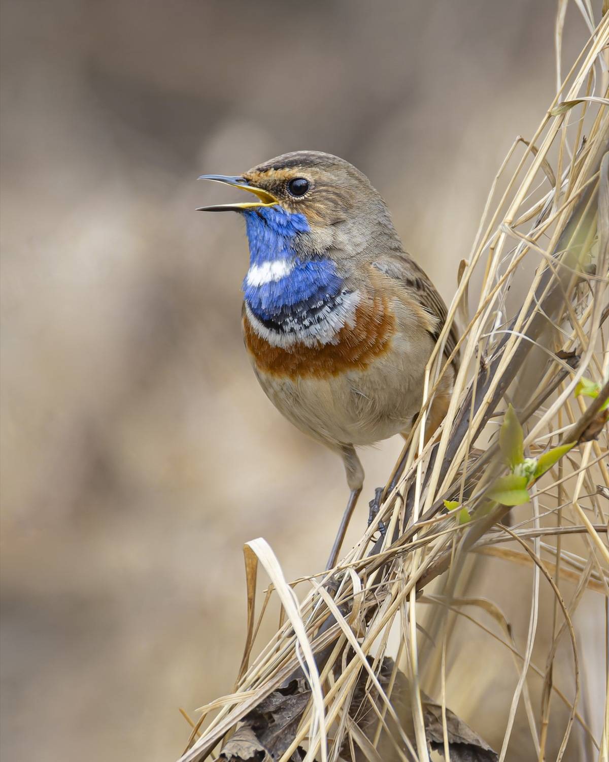 варакушка, птицы, Руслан Pl