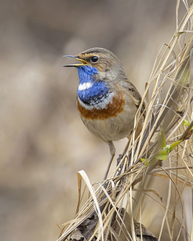 варакушка, птицы Варакушка фото превью