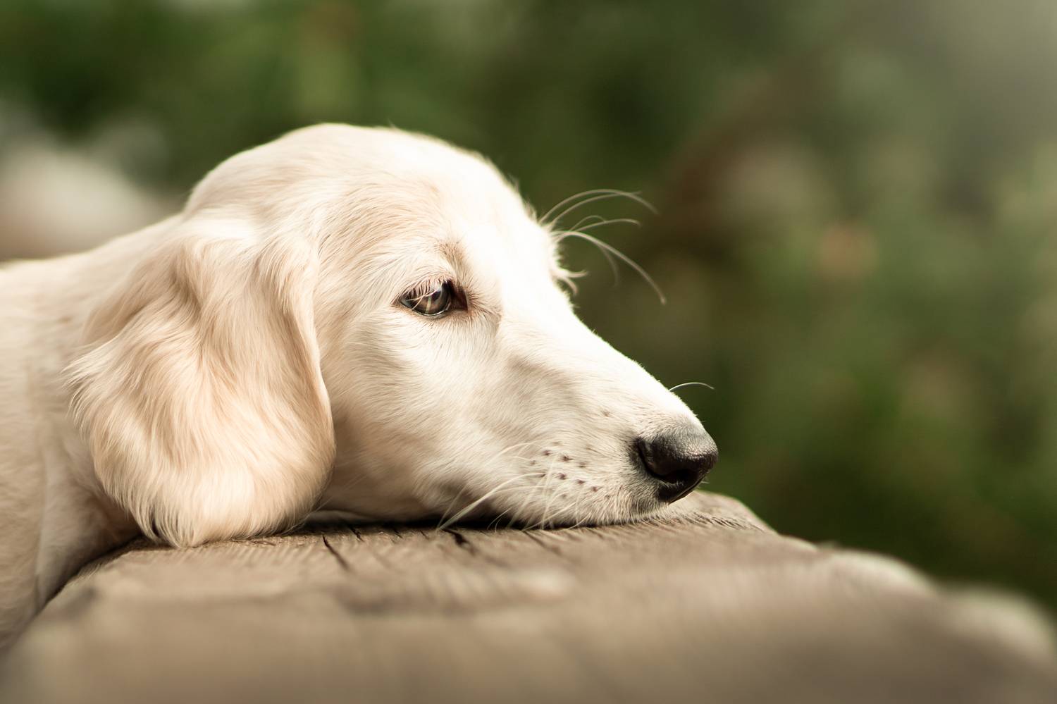 , Гречаная Мария