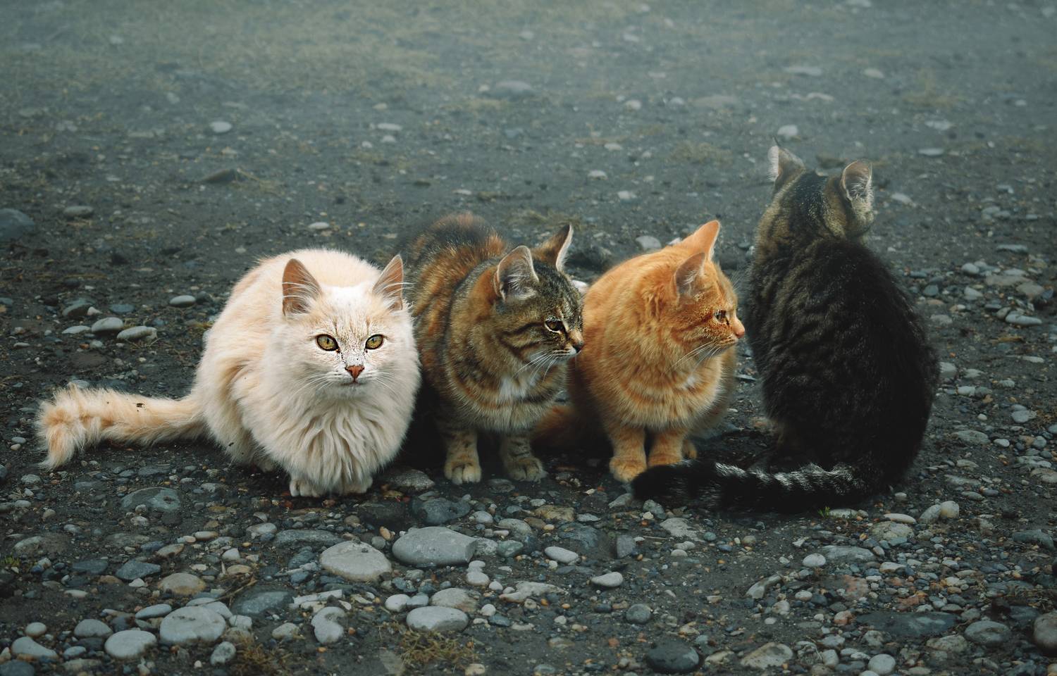 , Багриновская Наталия