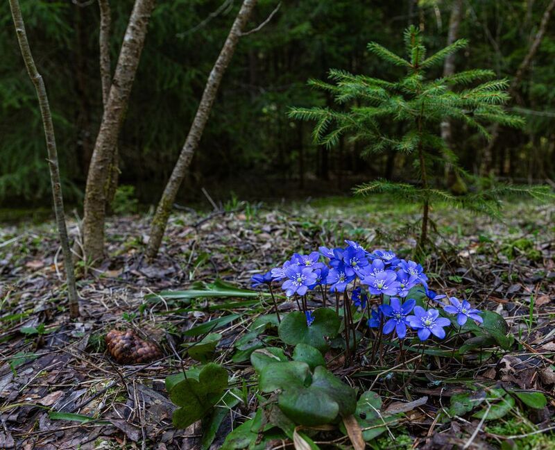 Весна, Цветы, Букет, печеночница Первый весенний букет фото превью