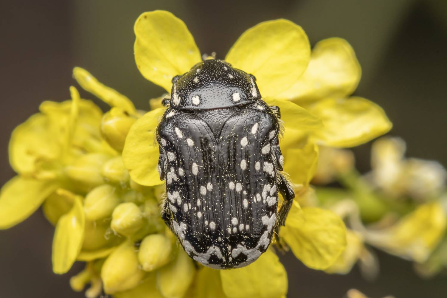 macro, insects, nature, Nikolay Tatarchuk