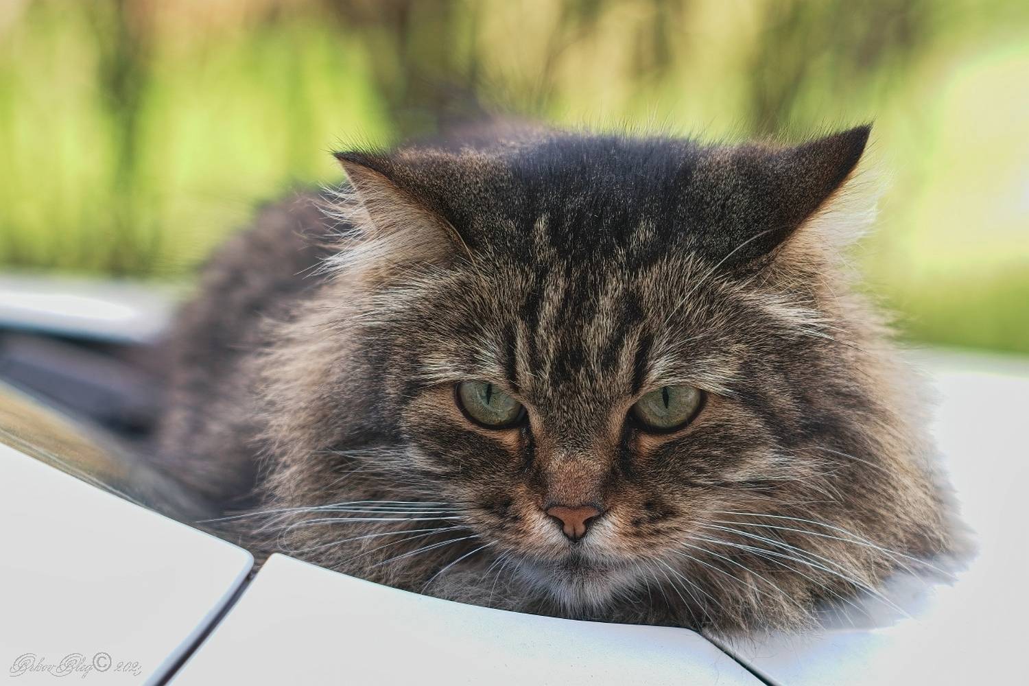 , Орлов Олег