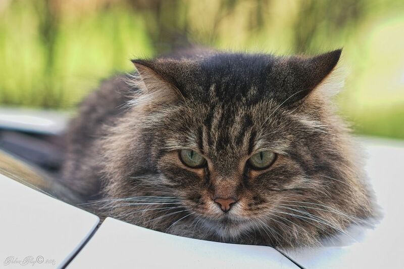 Последний снимок... фото превью