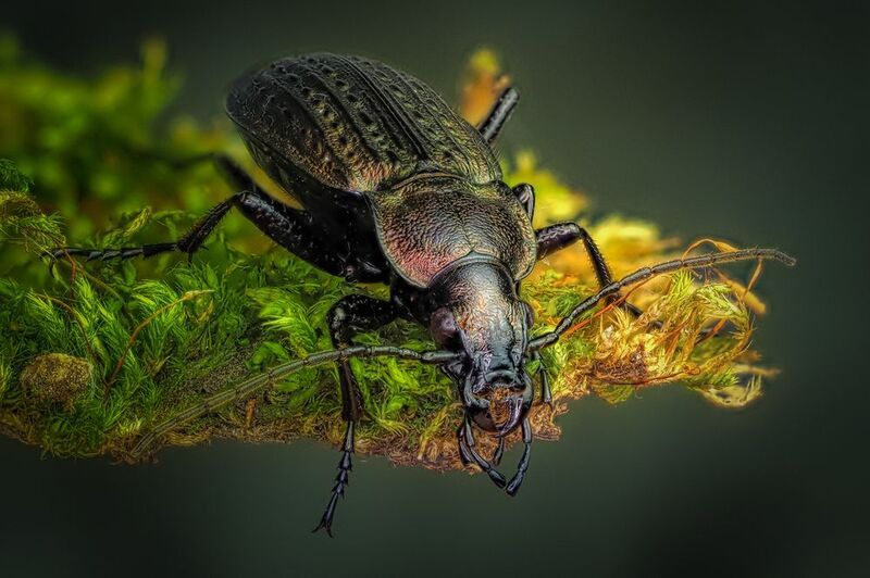 Жужелица. фото превью