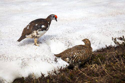 Обыкновенное чудо