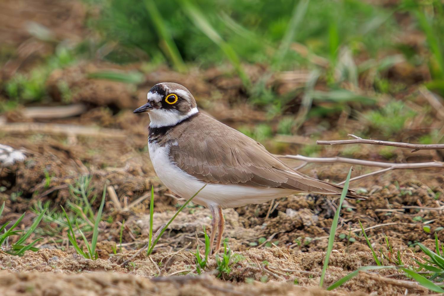 малый зуёк, Морозов Сергей