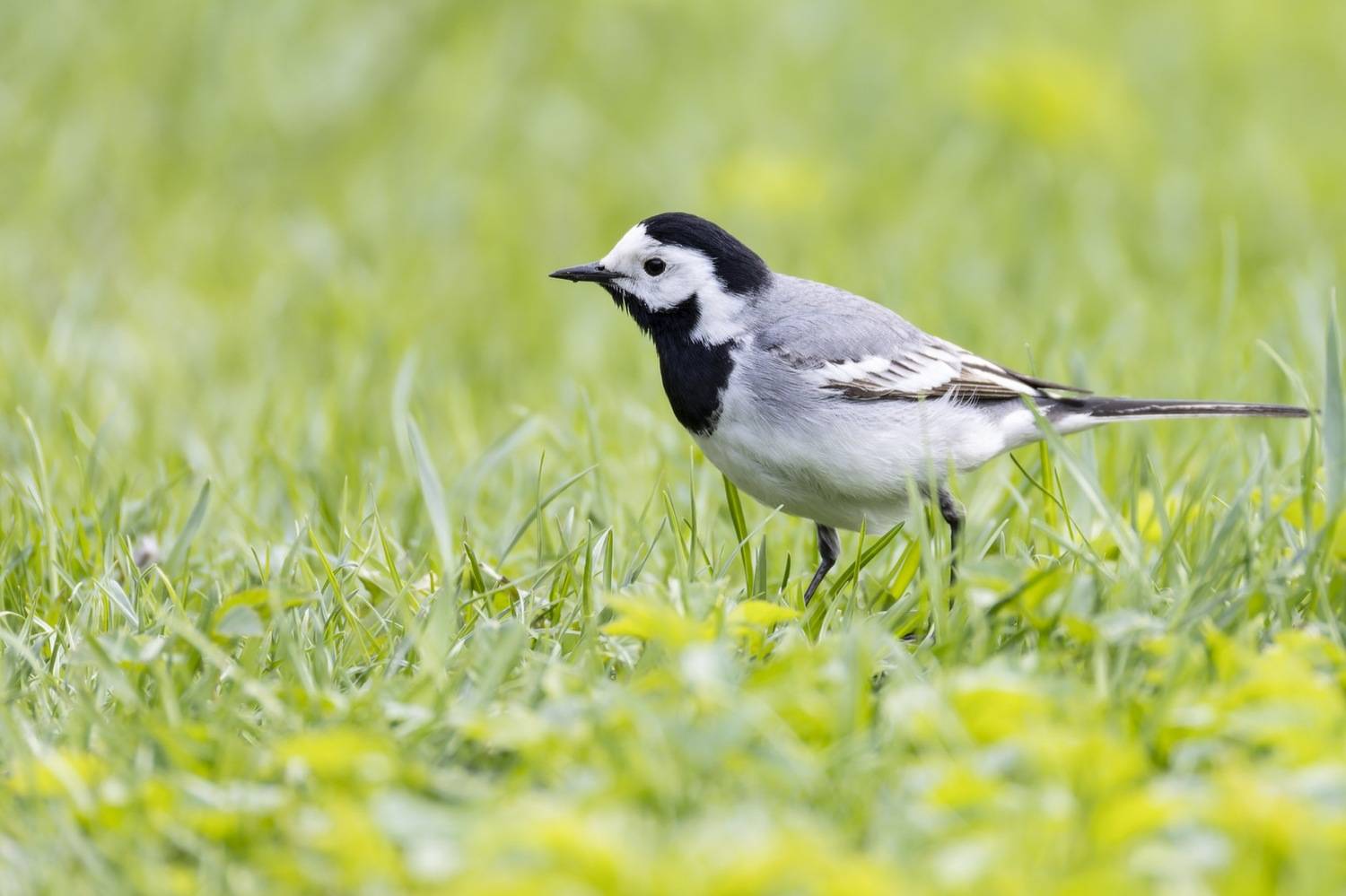 белая трясогузка, трясогузка, птицы, Руслан Pl