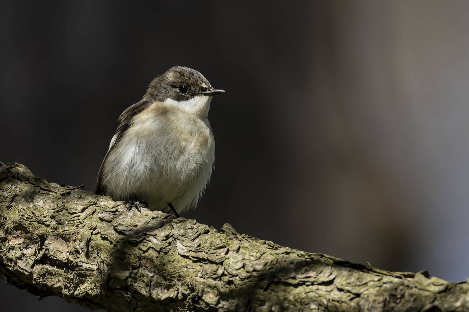 мухоловка пеструшка, мухоловка,  пеструшка, птицы, Руслан Pl