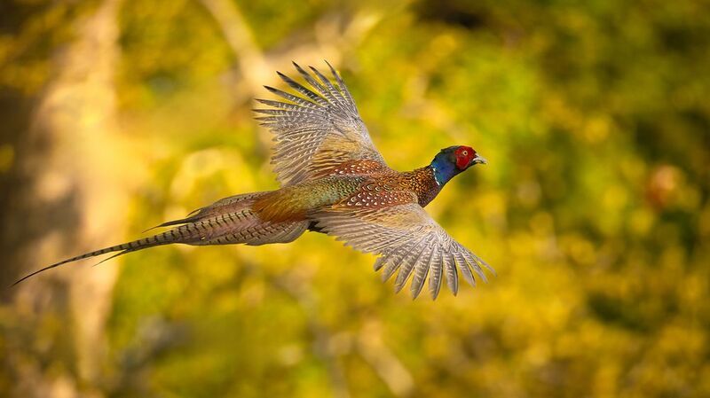 Pheasant фото превью