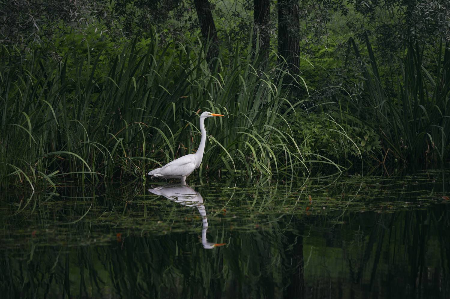 nature, animal, outdoors, water, pond, egret, grass, green, reflection, bird, природа, птица, цапля, озеро, отражение, Андрей