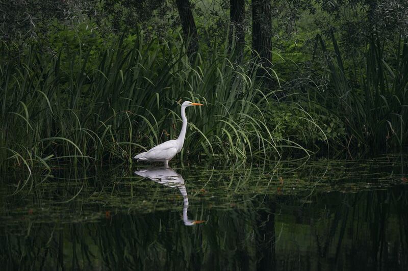 nature, animal, outdoors, water, pond, egret, grass, green, reflection, bird, природа, птица, цапля, озеро, отражение Охота фото превью