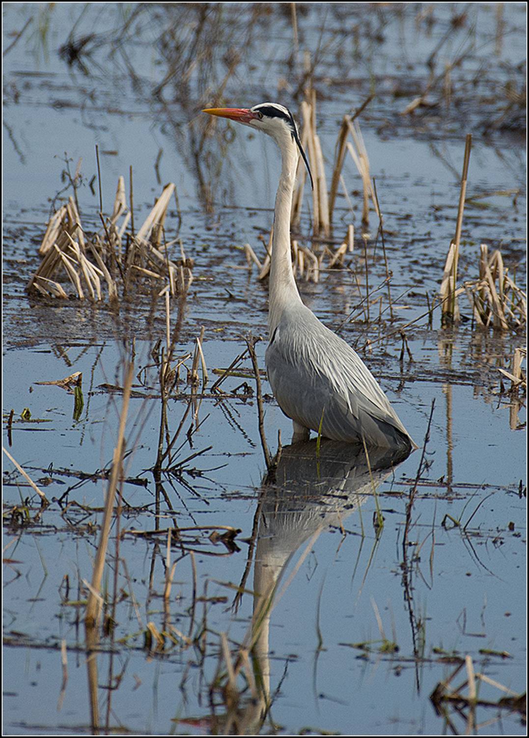 москва, апрель, парк, цапля, АНАТОЛИЙ ДОВЫДЕНКО