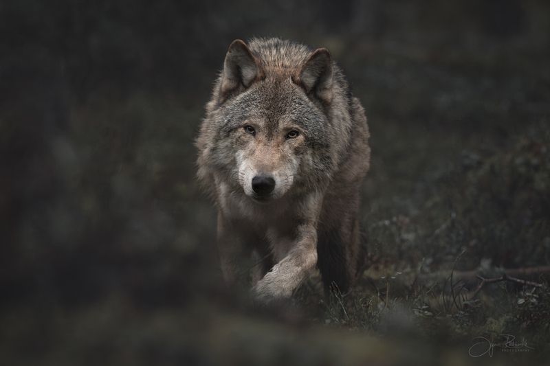волк, wolf, волки, хищник, беларусь, canis lupus Альфа фото превью