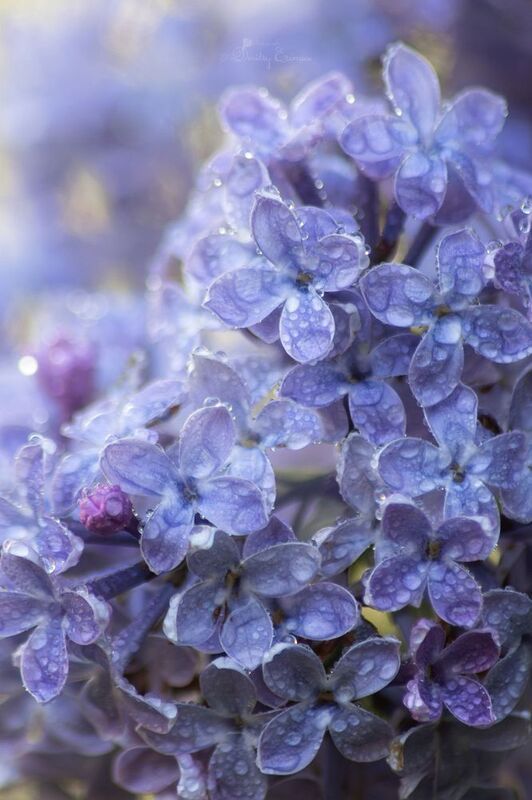 сирень весна природа флора В сиреневом тумане... фото превью