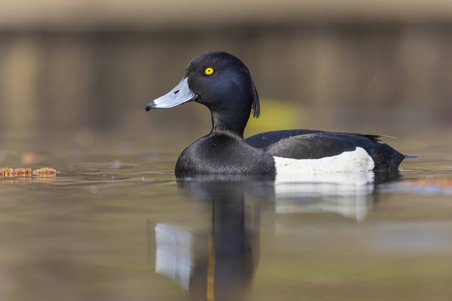 хохлатая чернеть, нырок, птицы, утка, Руслан Pl