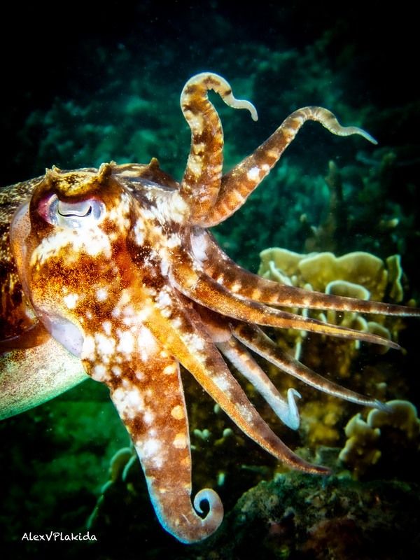 Angry sepiida фото превью