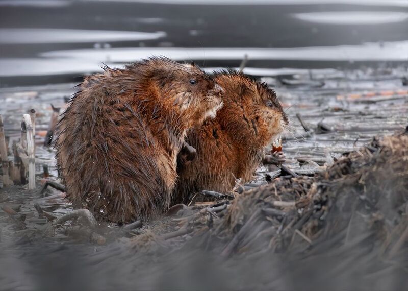 Ондатра Ondatra zibethicus фото превью