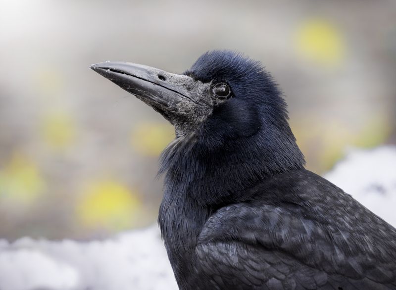 Грач Corvus frugilegus фото превью