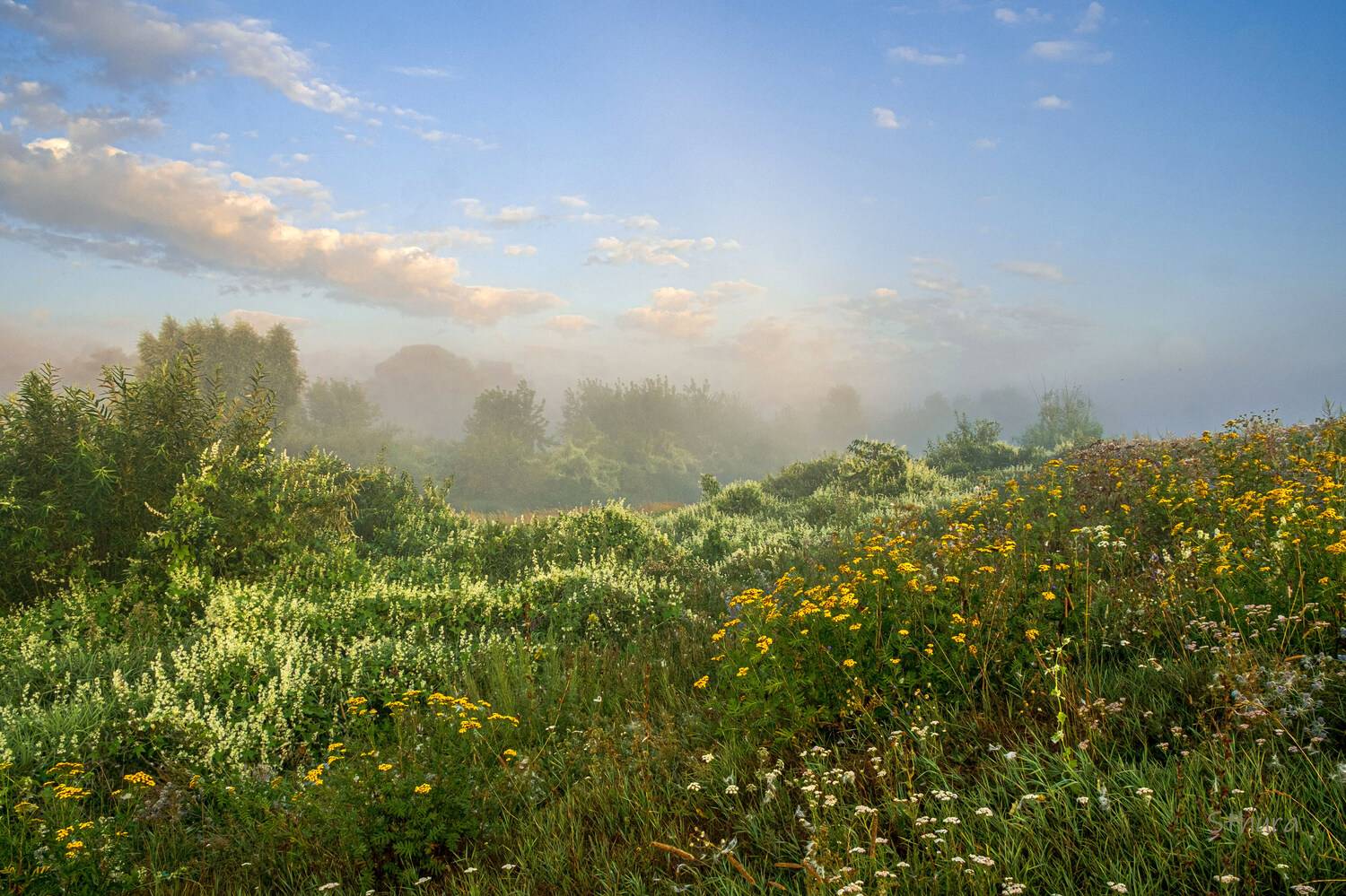 лето утро туман природа пейзаж, Александр Строков