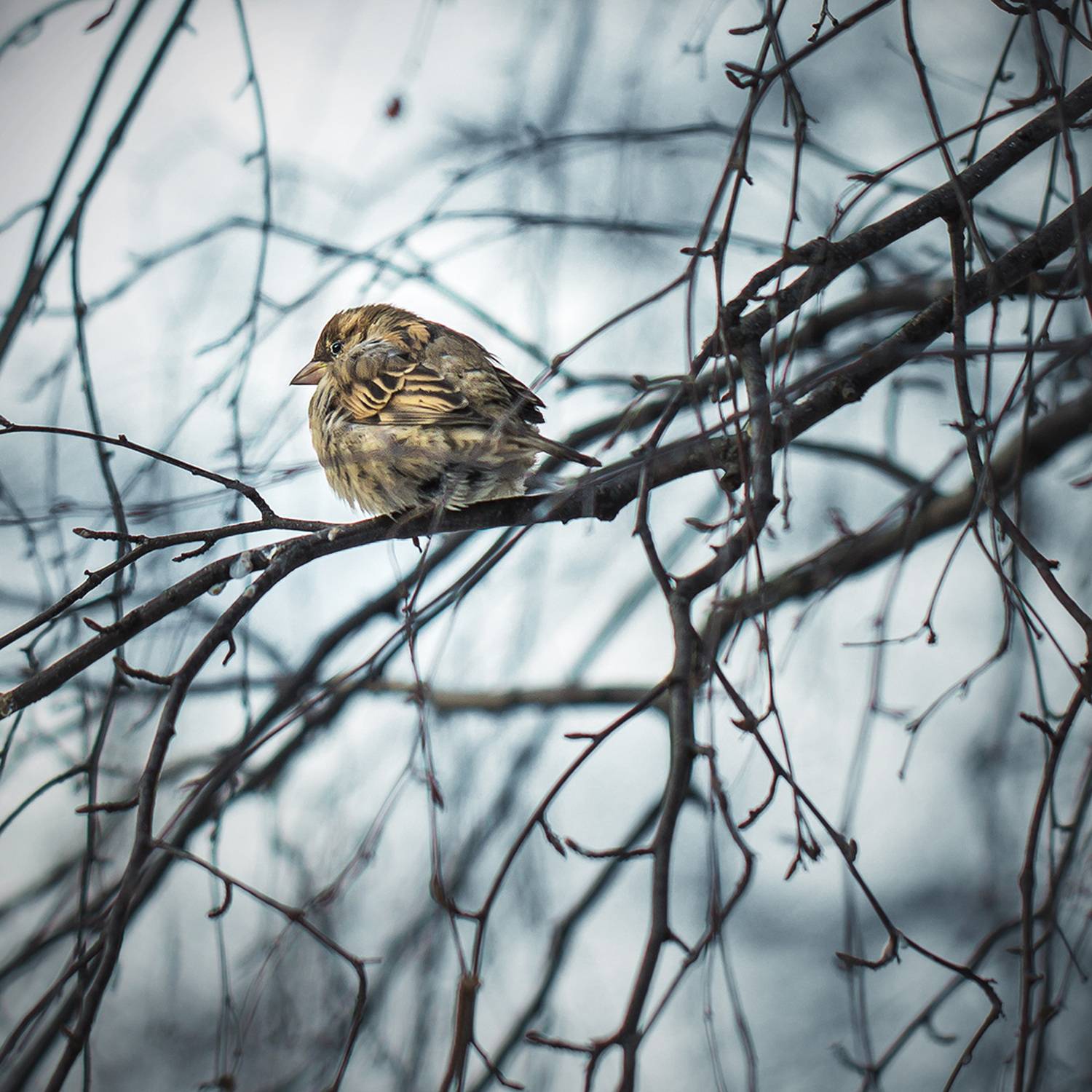 , Евгений Кутузов