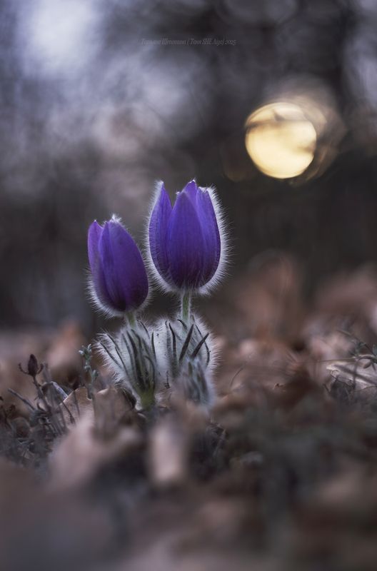 крым, севастополь, сонтрава, гелиос, crimea, nature, терновка, челтер мармара, сон трава Сны о сон-траве фото превью