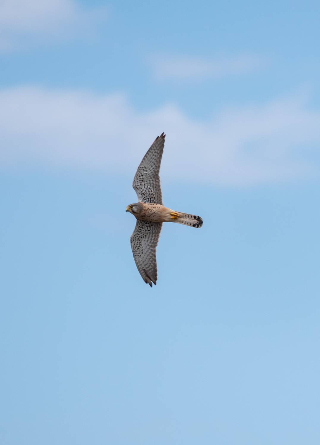 , Красников Андрей