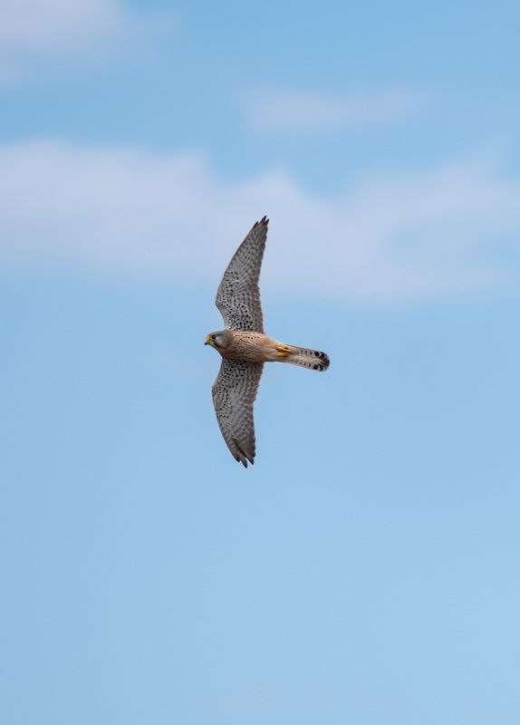 пустельга фото превью