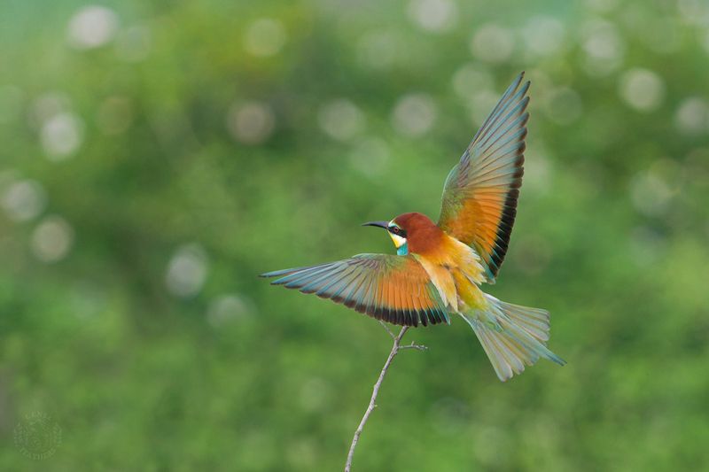 Щурка - Lens and Feathers фото превью