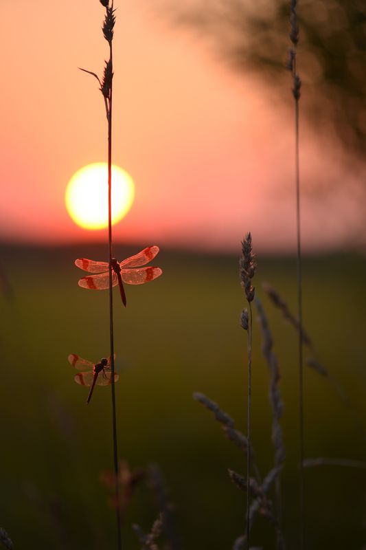 Стрекоза перевязанная, закат Баланс фото превью