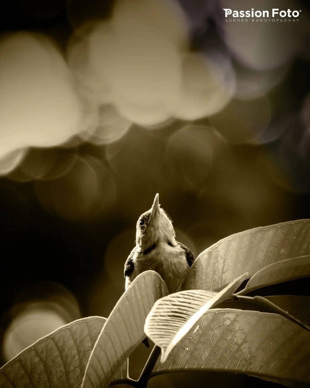 , PassionFoto by Sukhen Bandyopadhyay