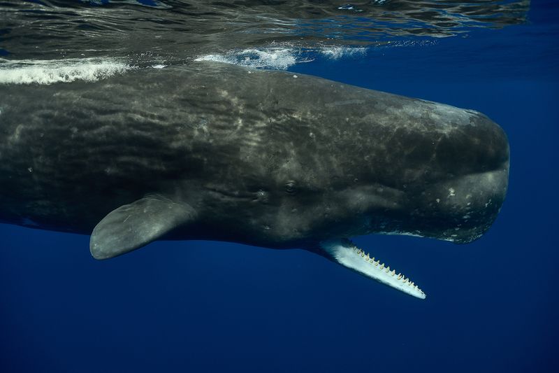 *** фото превью