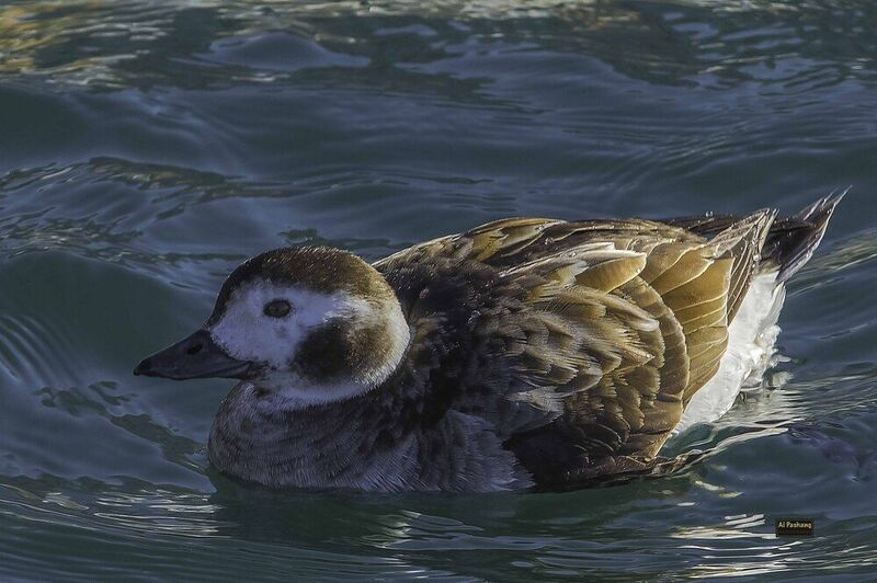 Long-tailed duck-female фото превью