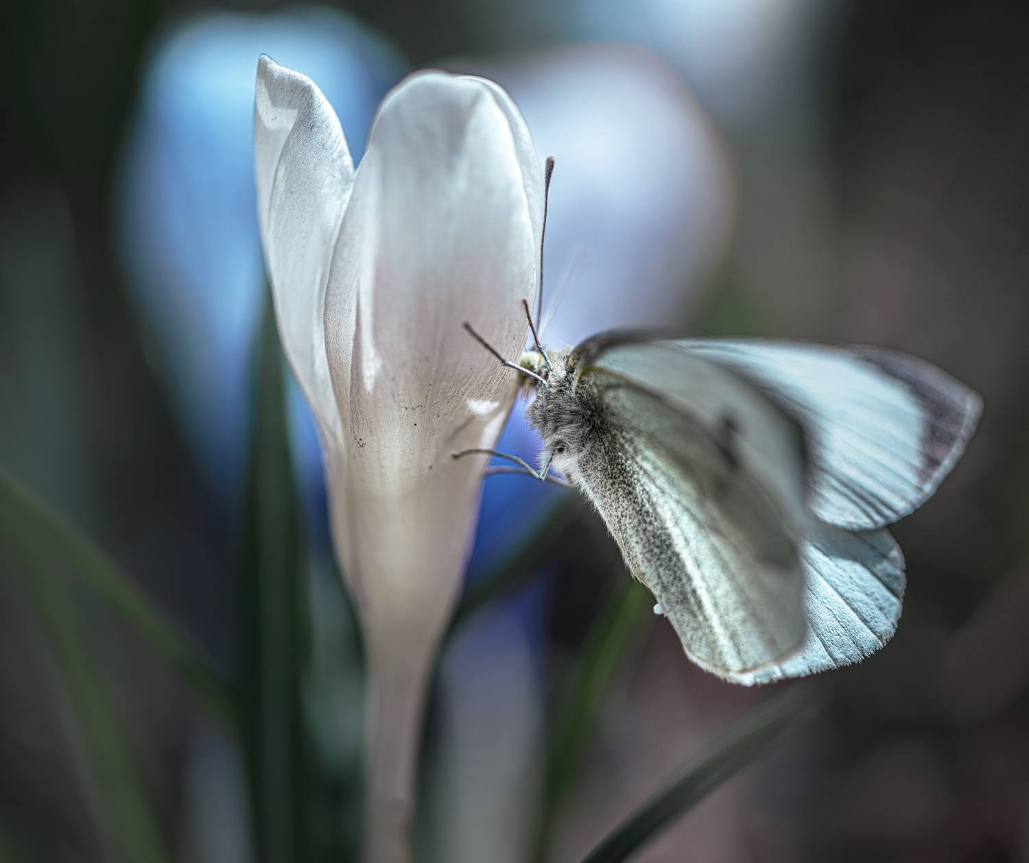 , Неля Рачкова