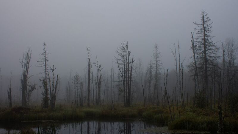 Затопленный лес фото превью