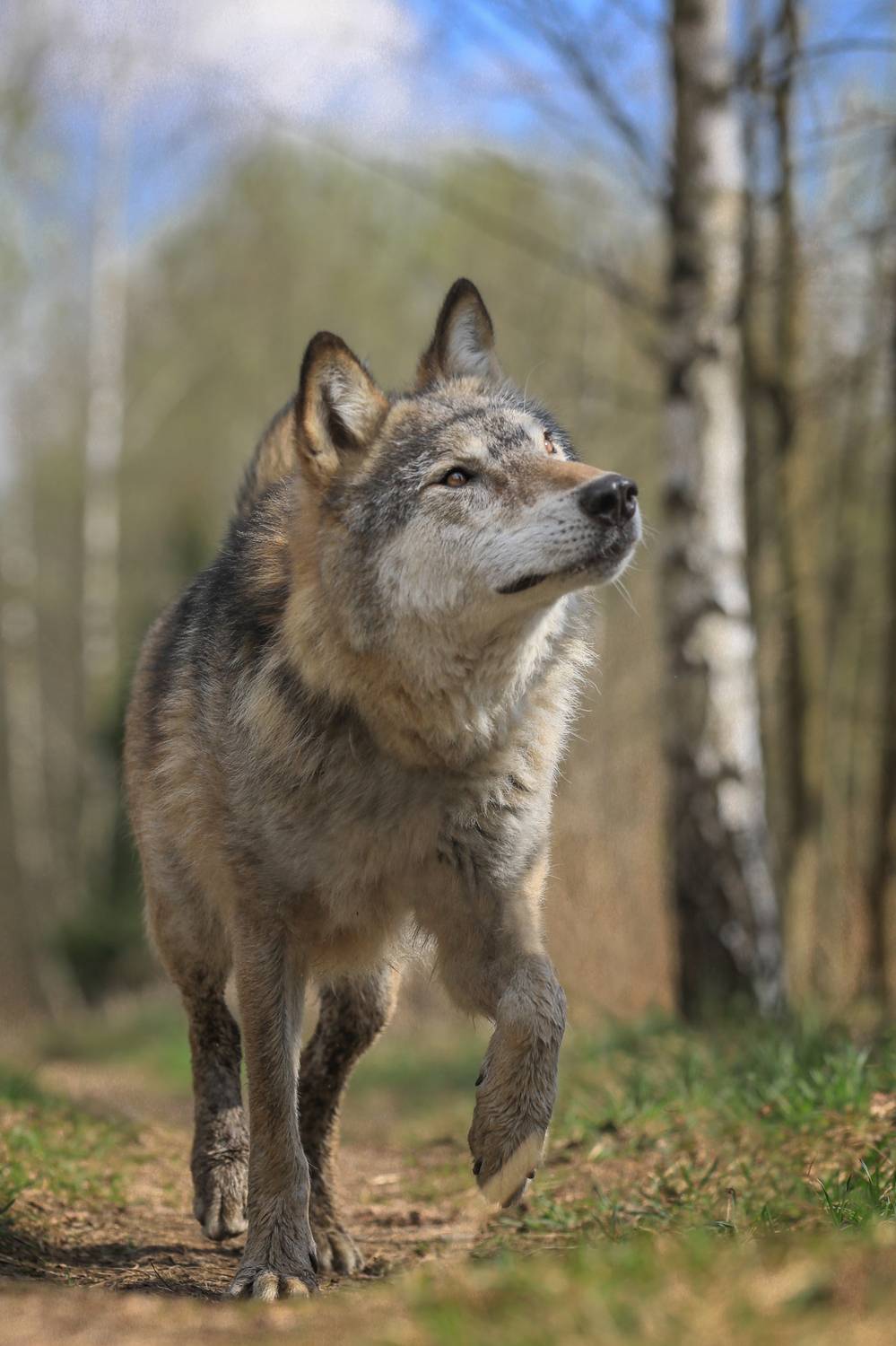 , Андрей Ершов