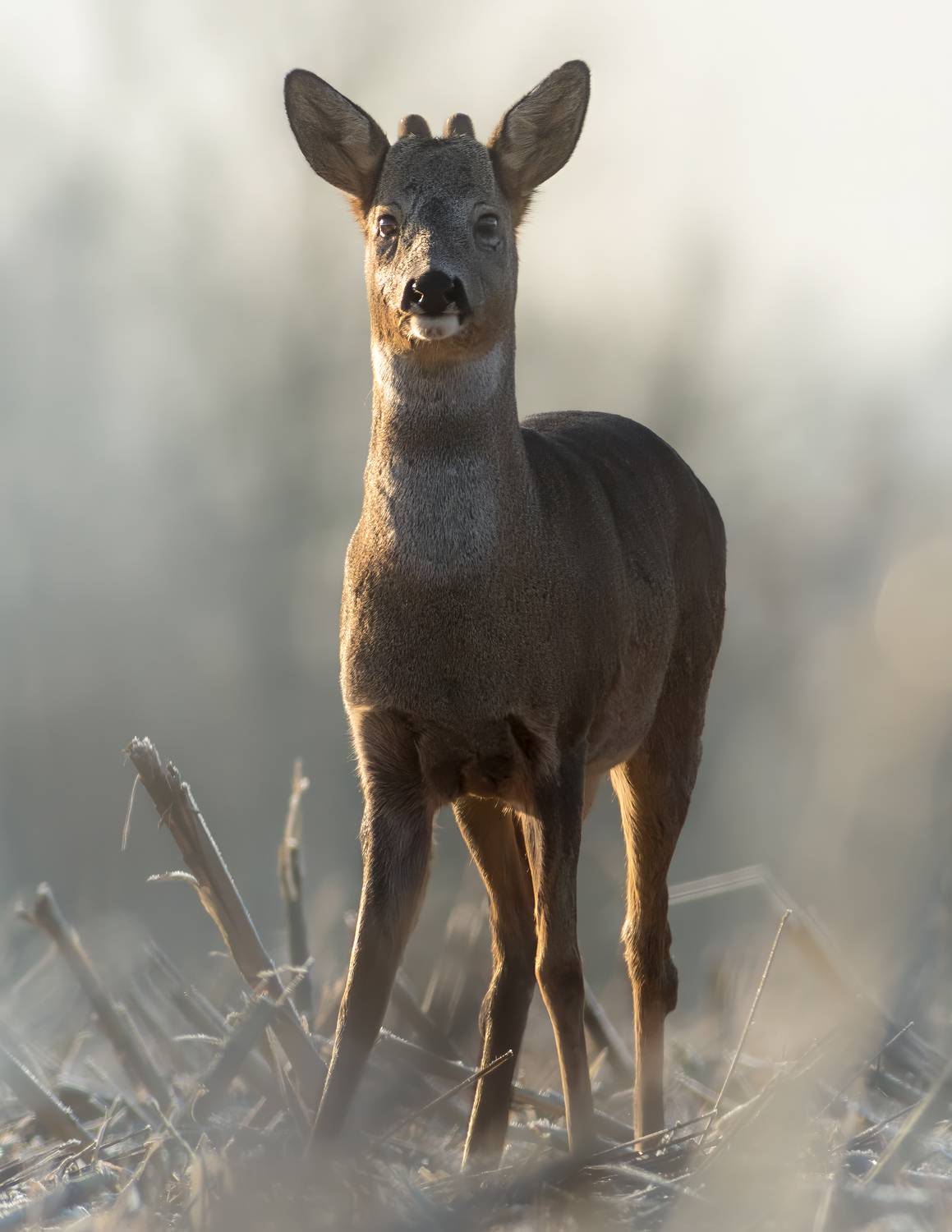 животные, косуля, природа, дикая природа, nature, wildlife, canon, Пронин Денис