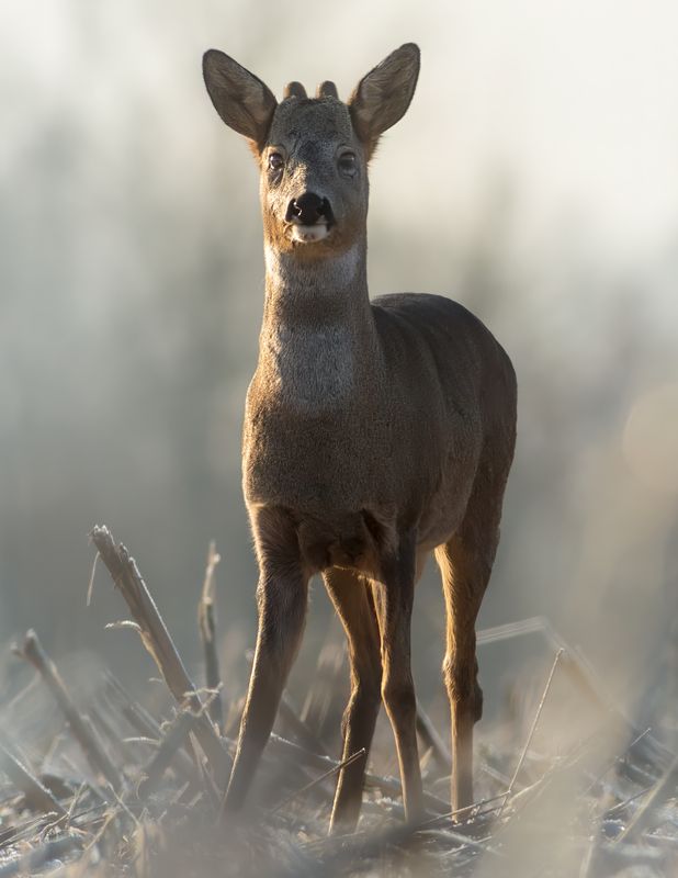 животные, косуля, природа, дикая природа, nature, wildlife, canon Портрет косули фото превью