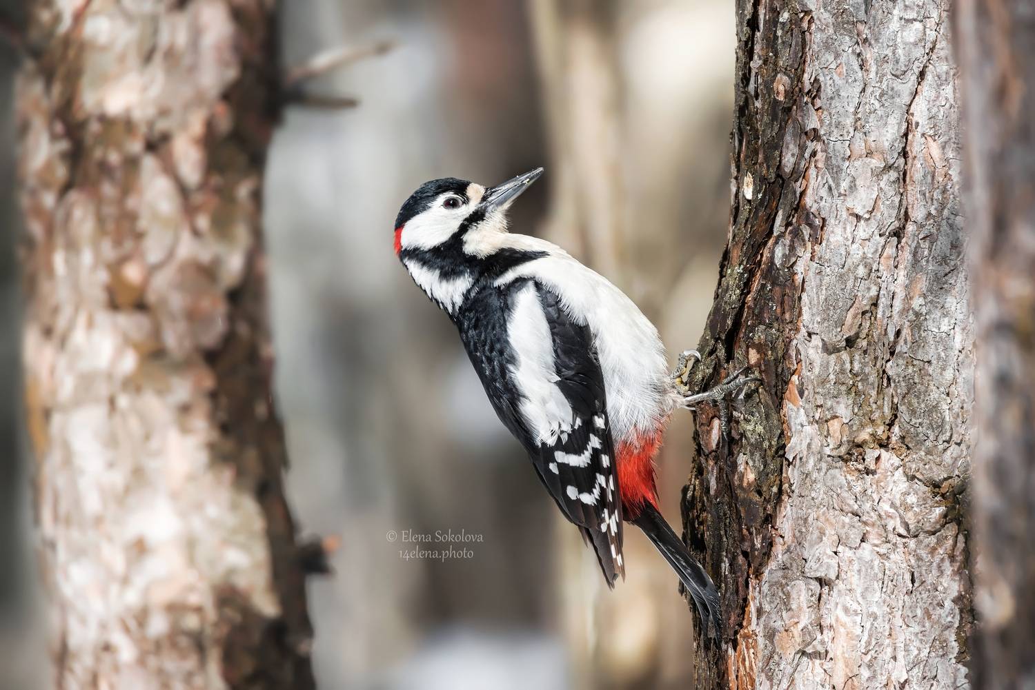 птицы, дятел, весна, лес, Соколова Елена