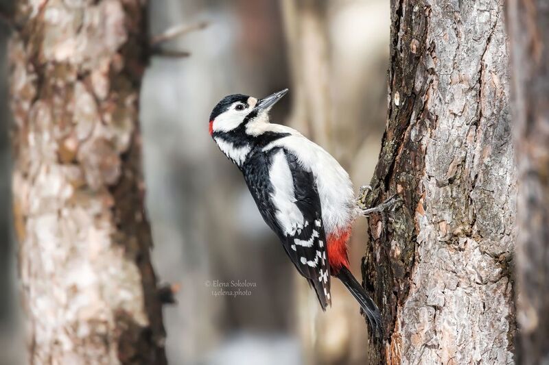 птицы, дятел, весна, лес Большой пёстрый дятел фото превью