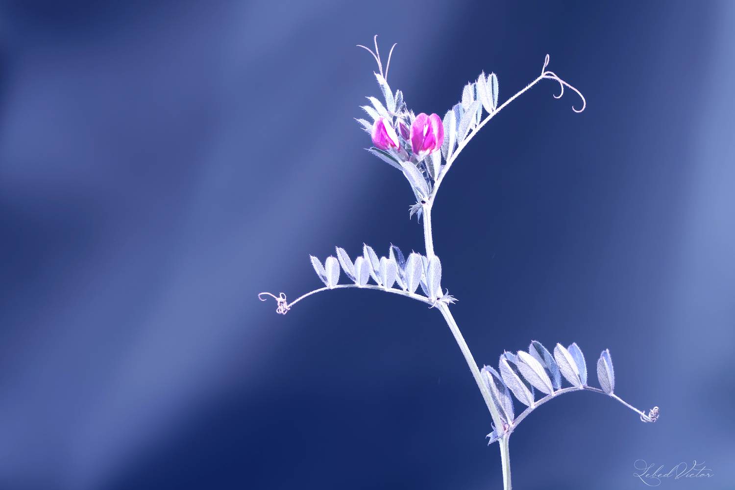 , Виктор Лебедь