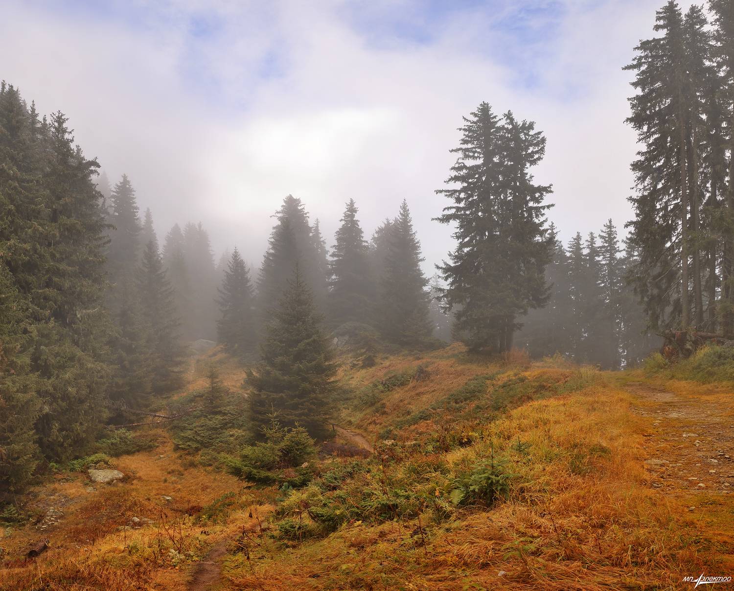 swiss, Матвеев Николай