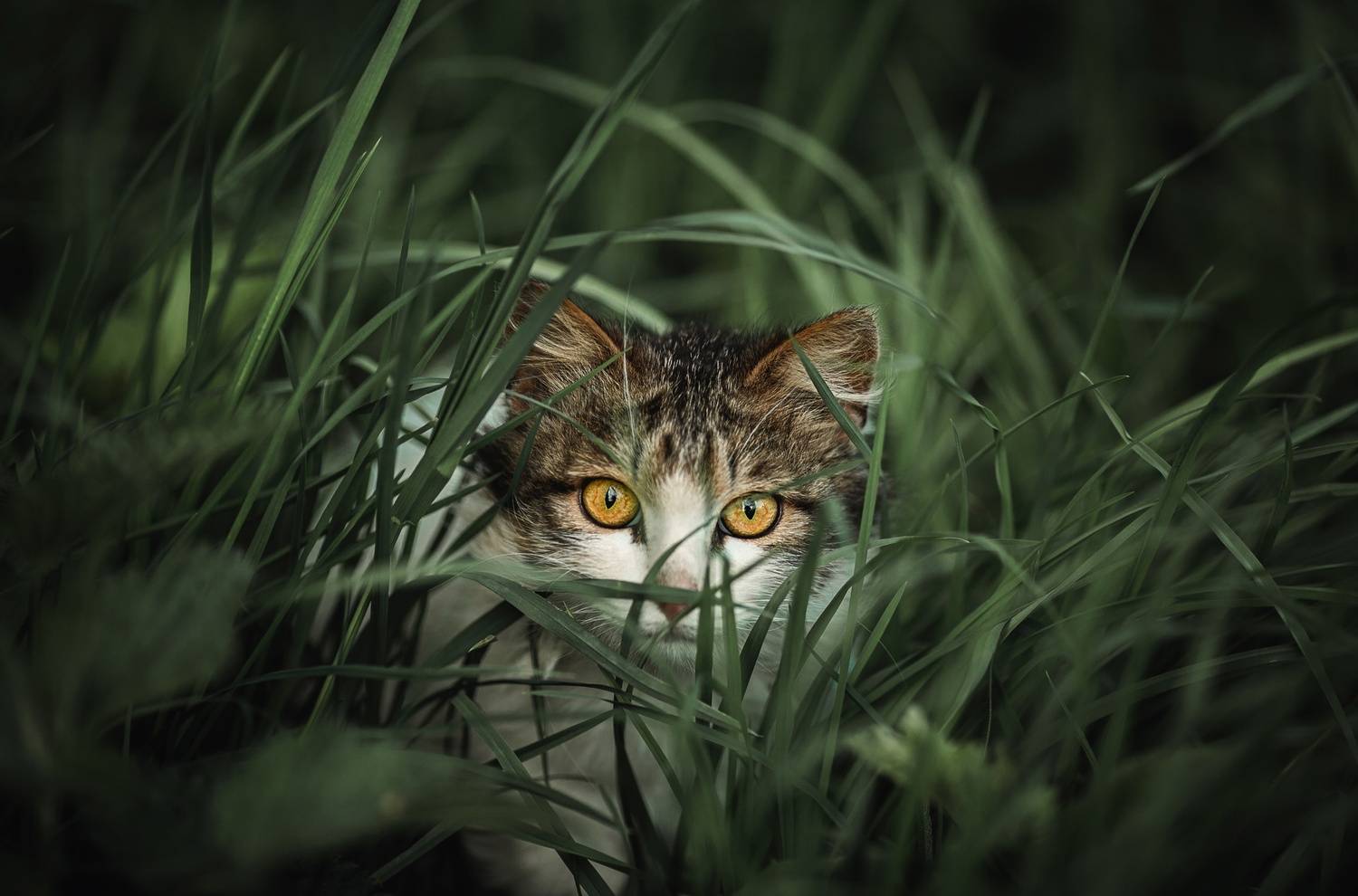 , Наталия Матвеева