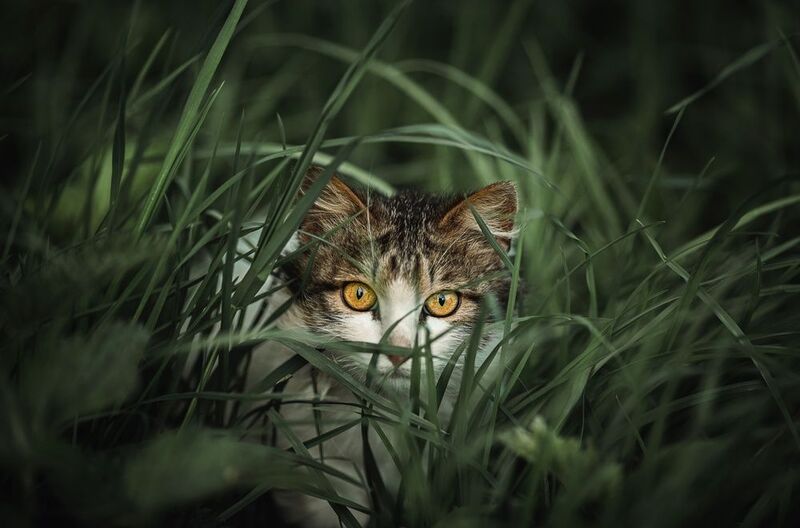 Глаза! фото превью