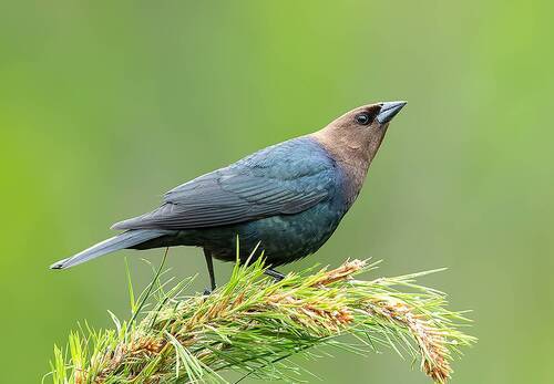 Brown-headed Cowbird - Буроголовый коровий трупиал